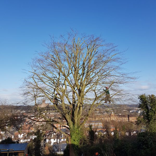 Another great shot of Blue Sky Tree Care tree surgeons