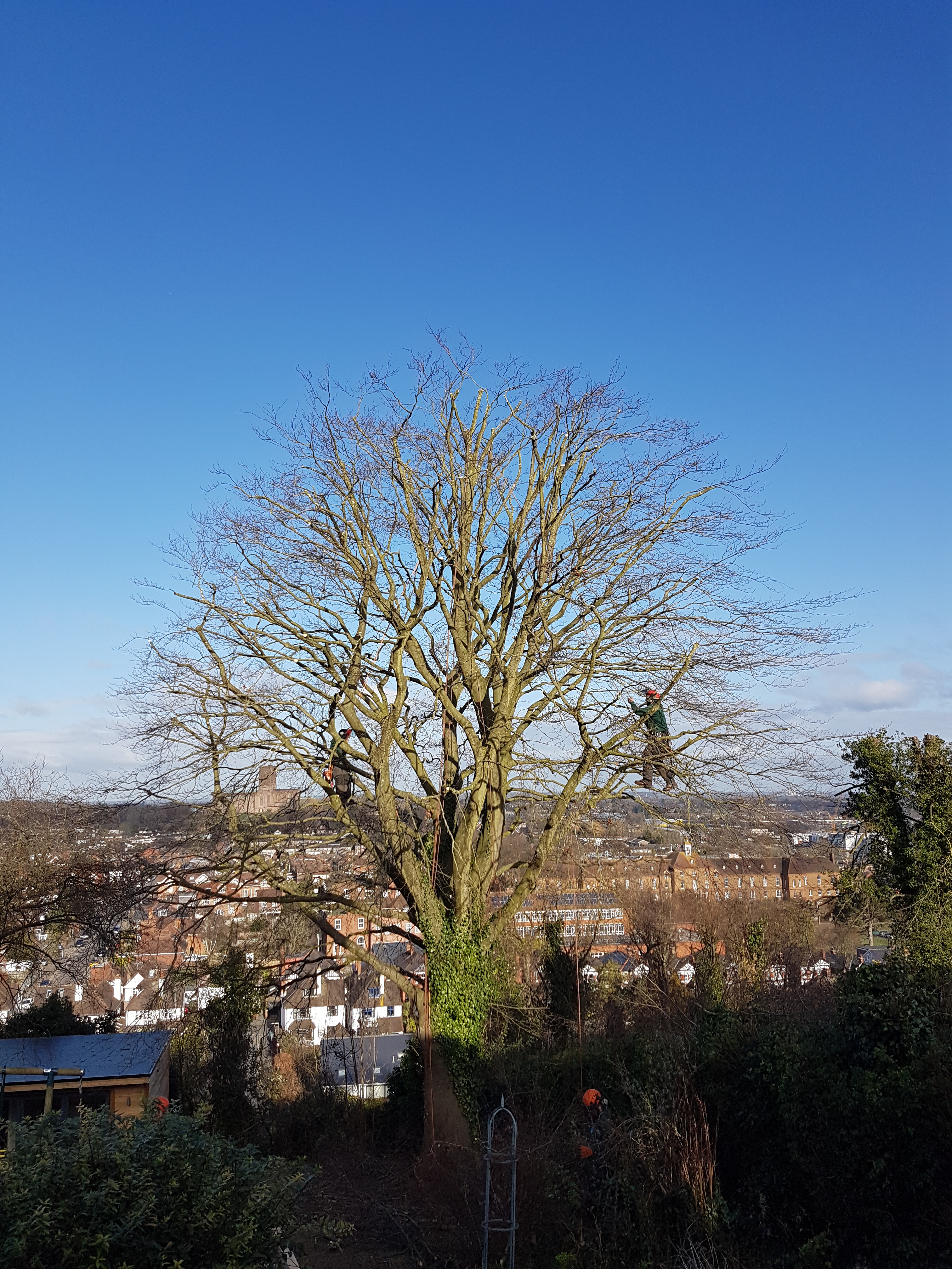 Crown Reduction for Surrey and the surrounding area - Blue Sky Tree Care